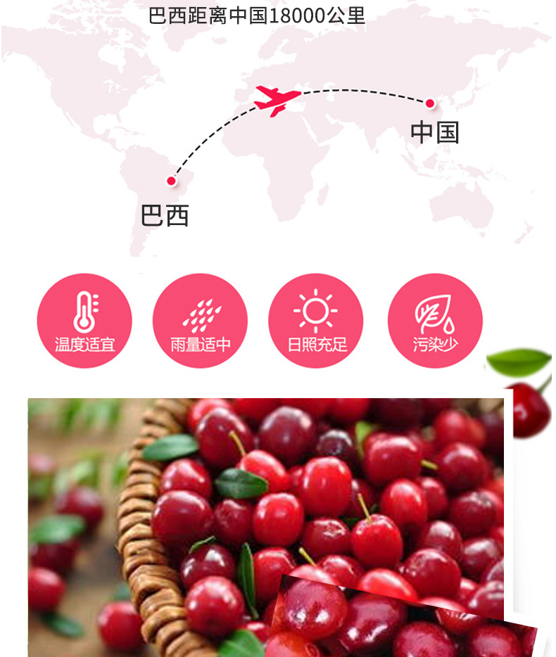 蔓越莓益生菌片详情_07